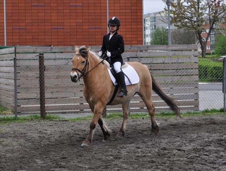 Anden særlig race bispevangens tyson billede 4