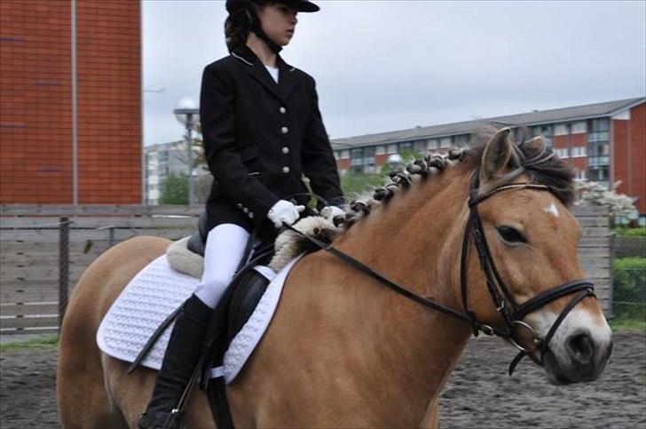 Anden særlig race bispevangens tyson billede 6