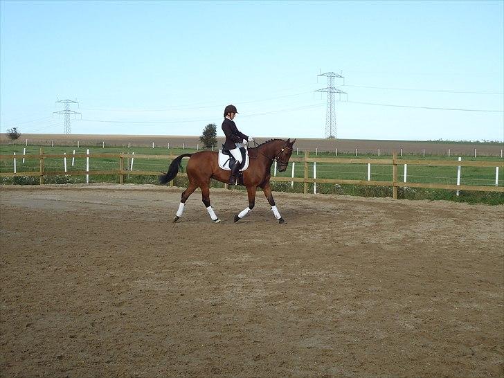 Anden særlig race Ibsalon billede 15