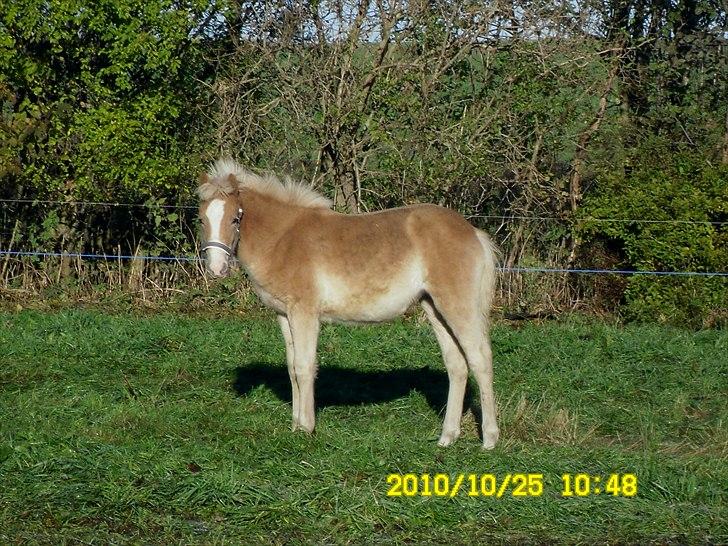 Haflinger Monroe  - 6 mdr billede 2
