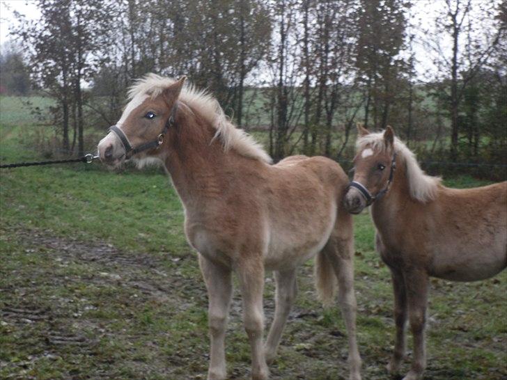 Haflinger Monroe  billede 3