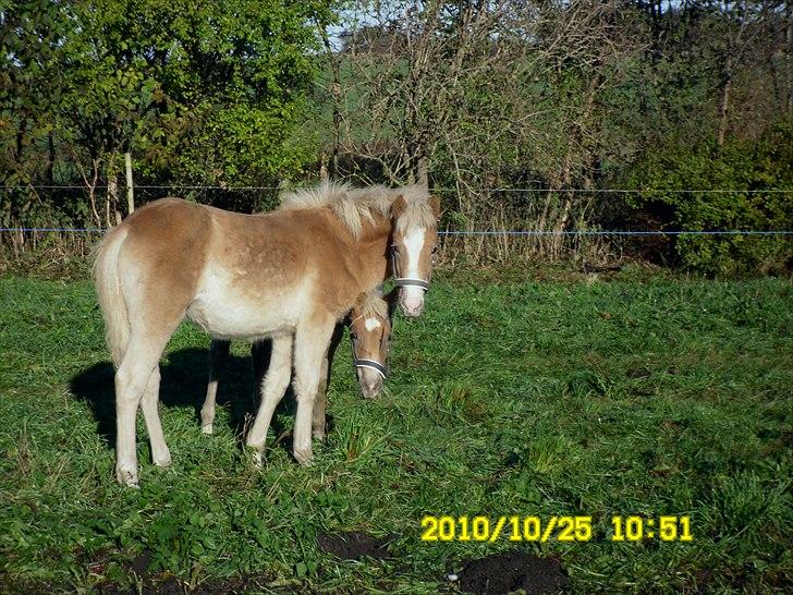 Haflinger Monroe  billede 5