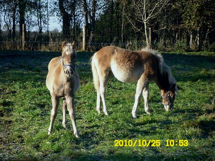 Haflinger Monroe  billede 6