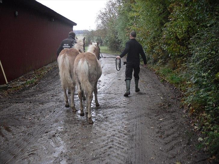 Haflinger Monroe  billede 7