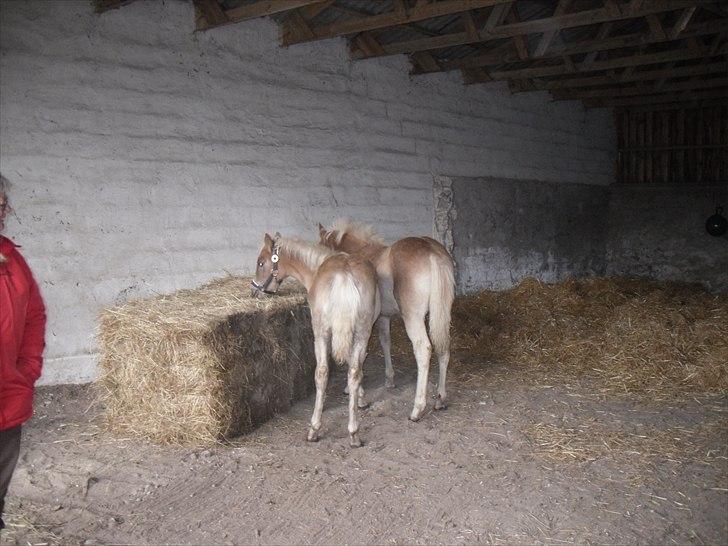 Haflinger Monroe  billede 8