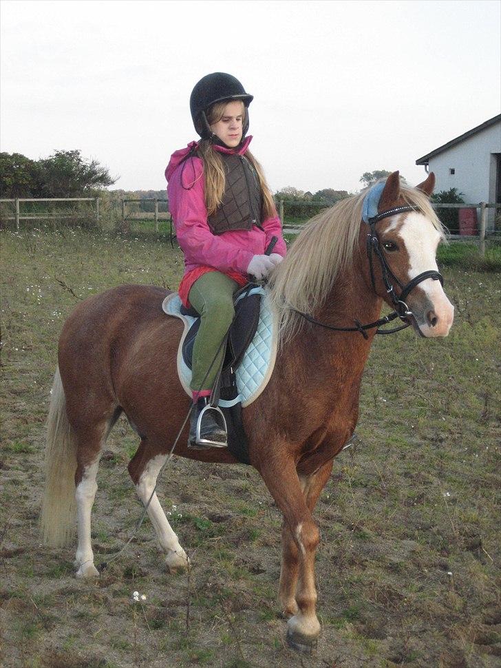 Welsh Mountain (sec A) fjordens snuske "Baloo" - Rebecca og baloo prøver at træne lidt dressur:0) billede 7