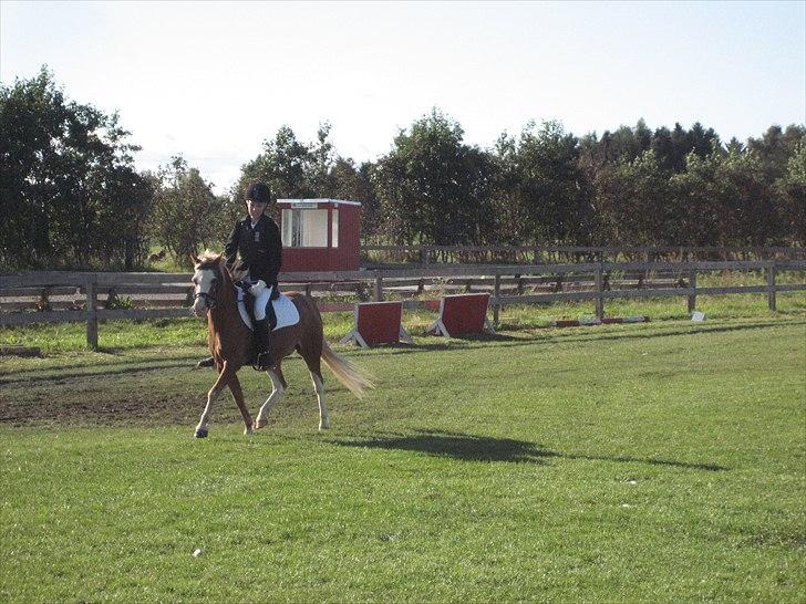 Welsh Mountain (sec A) fjordens snuske "Baloo" - Der er gang i benene:0) billede 4