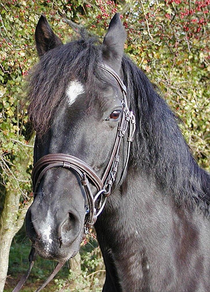 Welsh Cob (sec D) Chalfont Carrissima billede 12