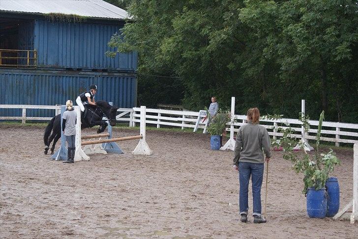 Anden særlig race Skovslands Asterix <3 *Solgt* billede 13