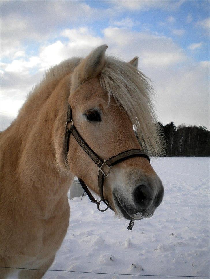 Anden særlig race Mulle - Velkommen til Mulle´s profil :) billede 1