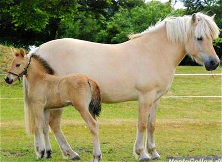 Anden særlig race Mulle - Mulle og hendes føl Maiden 2009:) billede 2