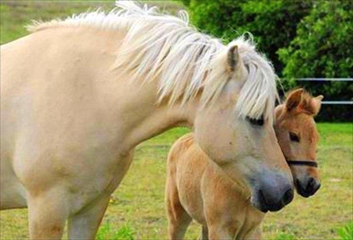 Anden særlig race Mulle - Mulle og hende søde føl Maiden :) billede 3
