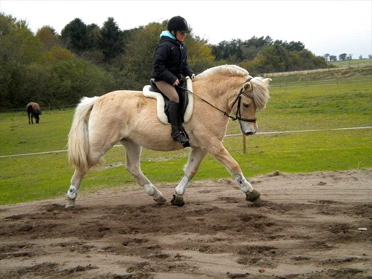 Anden særlig race Mulle - Dressur anden gang jeg rider Mulle-pigen :) billede 4