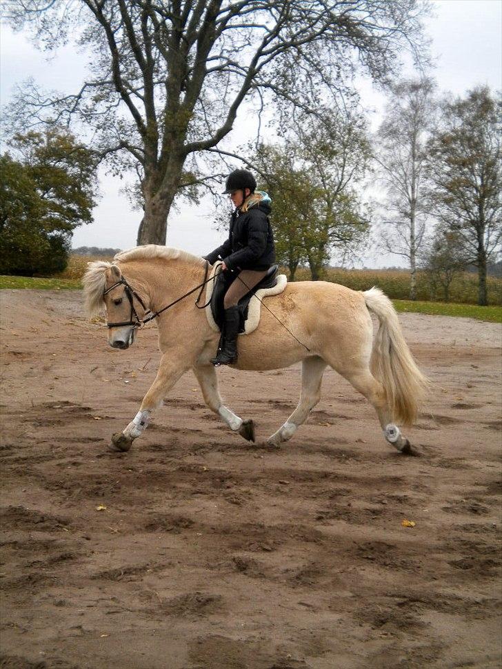 Anden særlig race Mulle - Dressur (: 2.gang jeg ridder dressur på hende :) billede 6