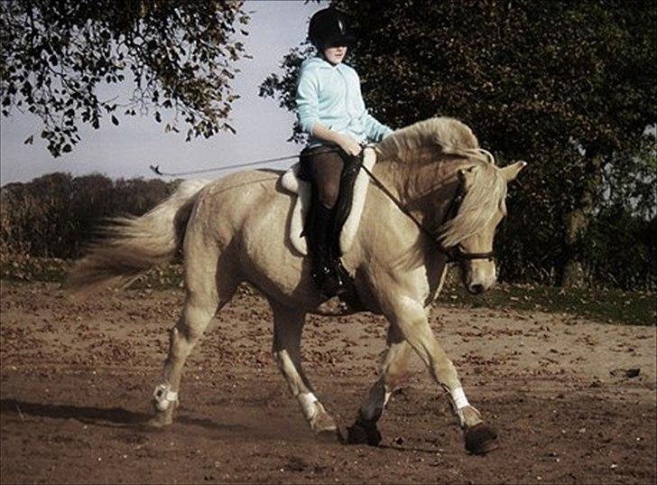 Anden særlig race Mulle - Første gang på Mulle den 12/10-2010:) seje hest :) billede 7