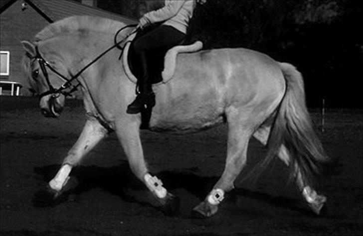 Anden særlig race Mulle - Smukke Mulle (: den 12/10-10 billede 9