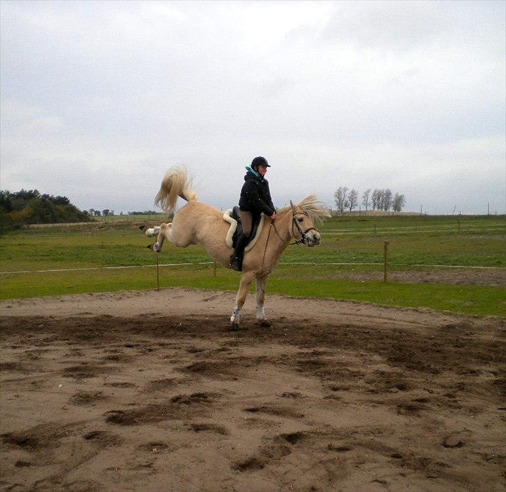 Anden særlig race Mulle - Mulle bukker :b tihi billede 10