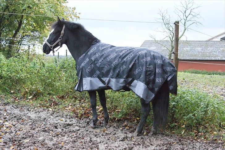 Anden særlig race Blackie - 18) på fold, oktober ´10 billede 18