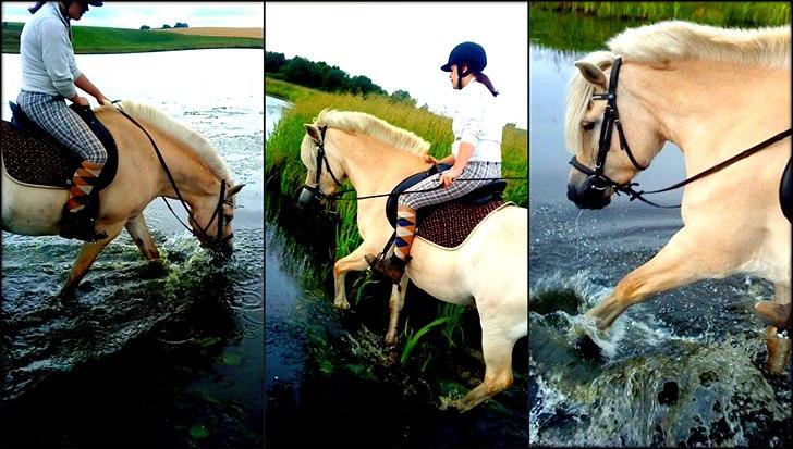 Anden særlig race Mulle - Den 27 juli  2010 :) på tur i søen :D billede 12