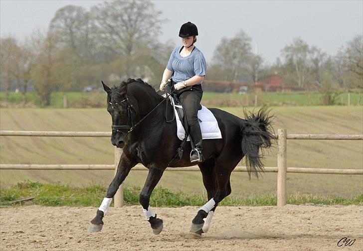 Oldenborg Bella af Hesselbjerggård - Galop til alm træning. taget af www.ceciliewinberg.dk billede 2