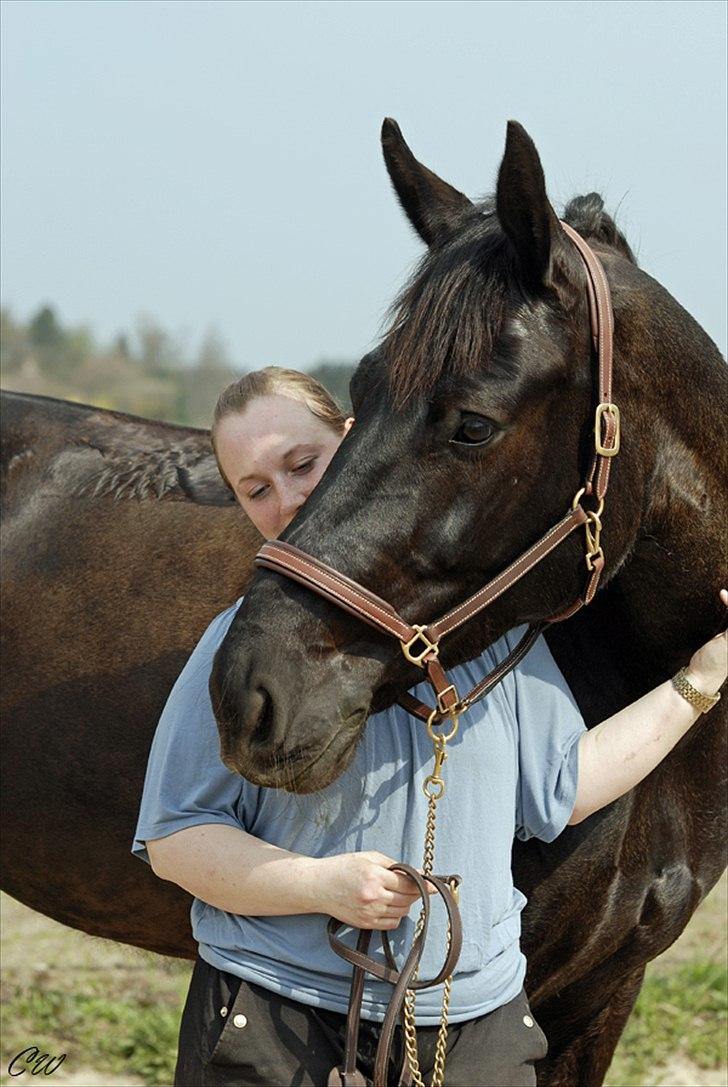 Oldenborg Bella af Hesselbjerggård - Hygge efter træning. Taget af www.ceciliewinberg.dk billede 3