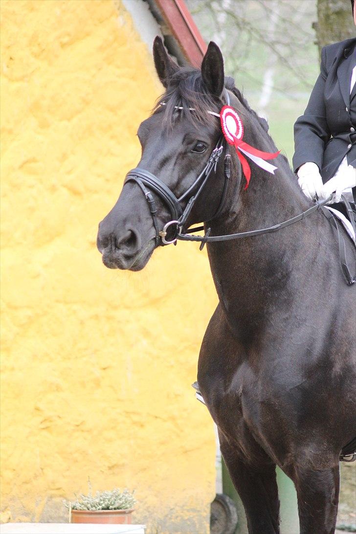 Oldenborg Bella af Hesselbjerggård - Stævne d. 17 April. 1 plads i LC-klasse.  billede 4