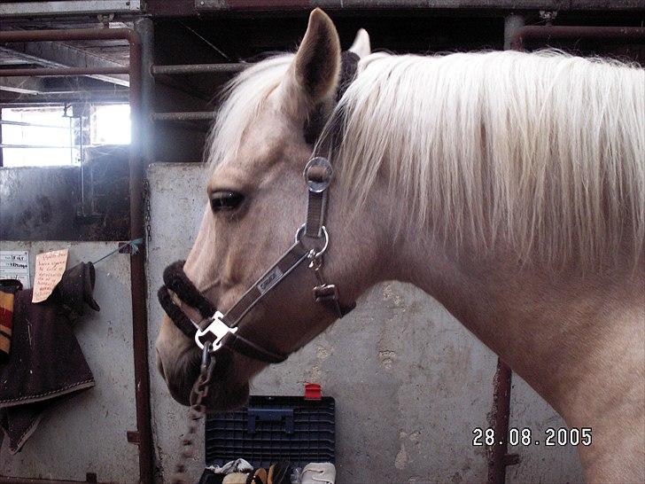 Anden særlig race † Rose  - Rose. billede 13