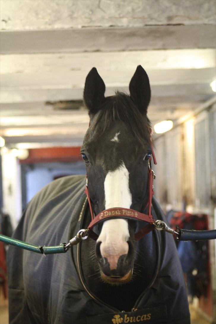 Pinto Mary Lou   - velkommen til Mary lous profil :) 
- smid gerne en kommenater, og en bedømmelse :-* billede 1
