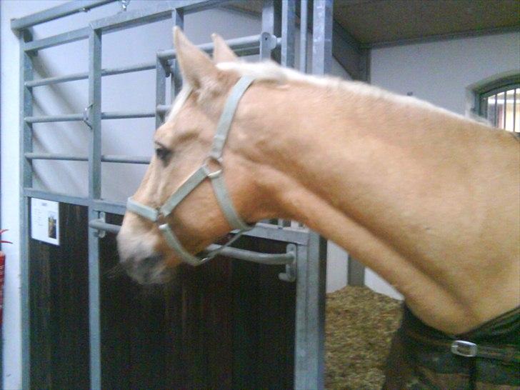 Palomino Samson *SOLGT* - Samson på sit nye sted hvor han står og kigger ud af boksdøren billede 14