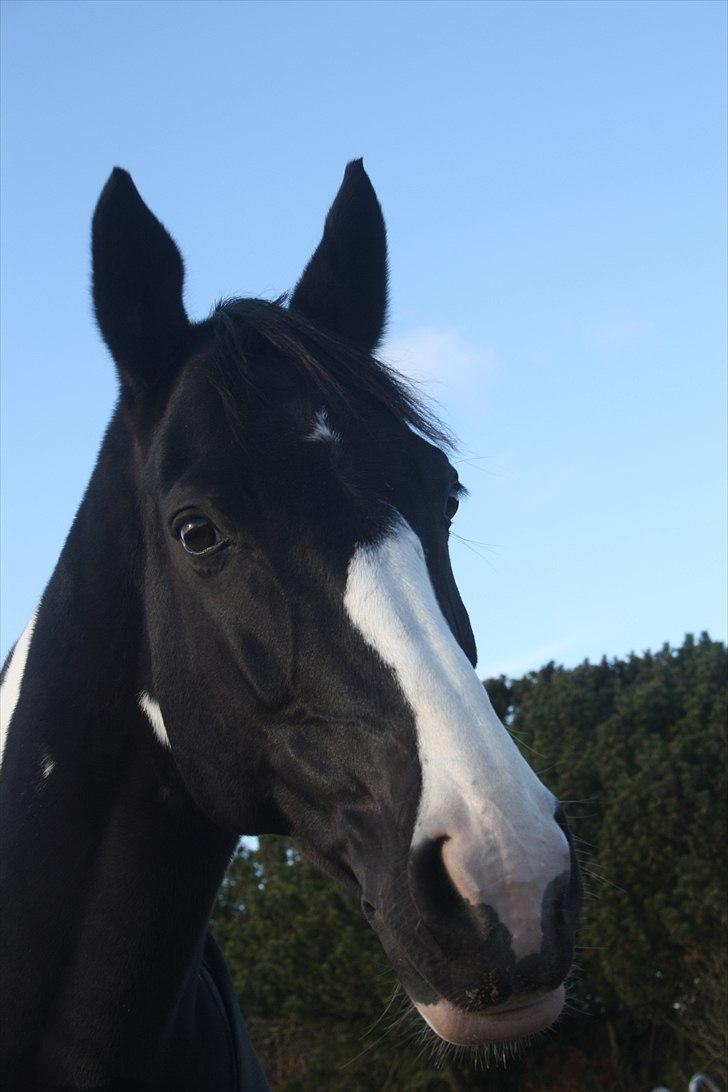 Pinto Mary Lou   - smukke pigen =`) billede 2