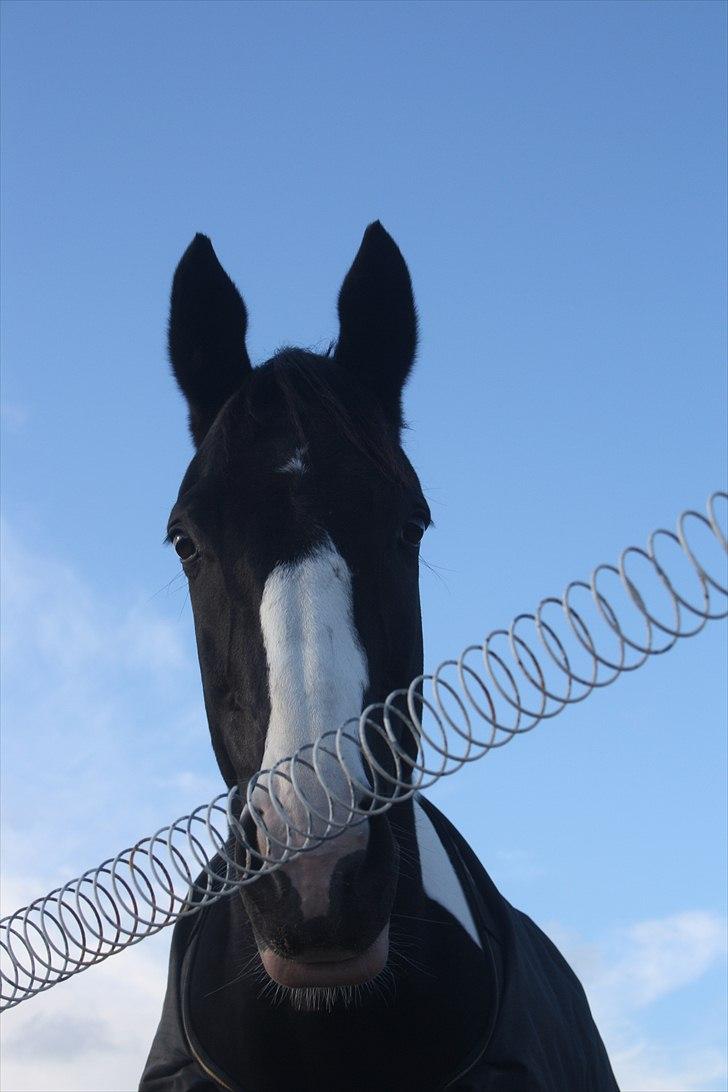 Pinto Mary Lou   - smukke pigen =`) billede 3