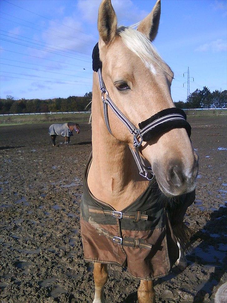 Palomino Samson *SOLGT* - Hehe en rigtig fotogen hest :D billede 16