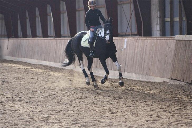 Pinto Mary Lou   - mig og mary lou. billede 5