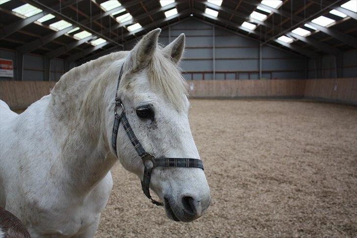 Anden særlig race snowball - hey du læg lige en kommentar :D så blir jeg glad <3 billede 1