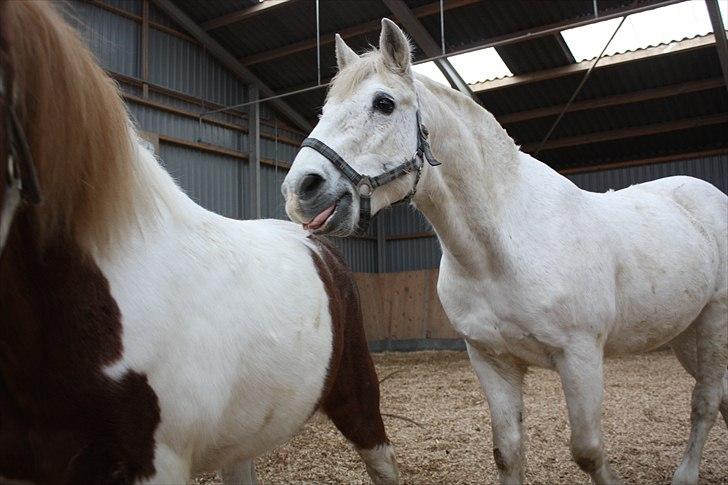 Anden særlig race snowball - smager han mån godt ? billede 2