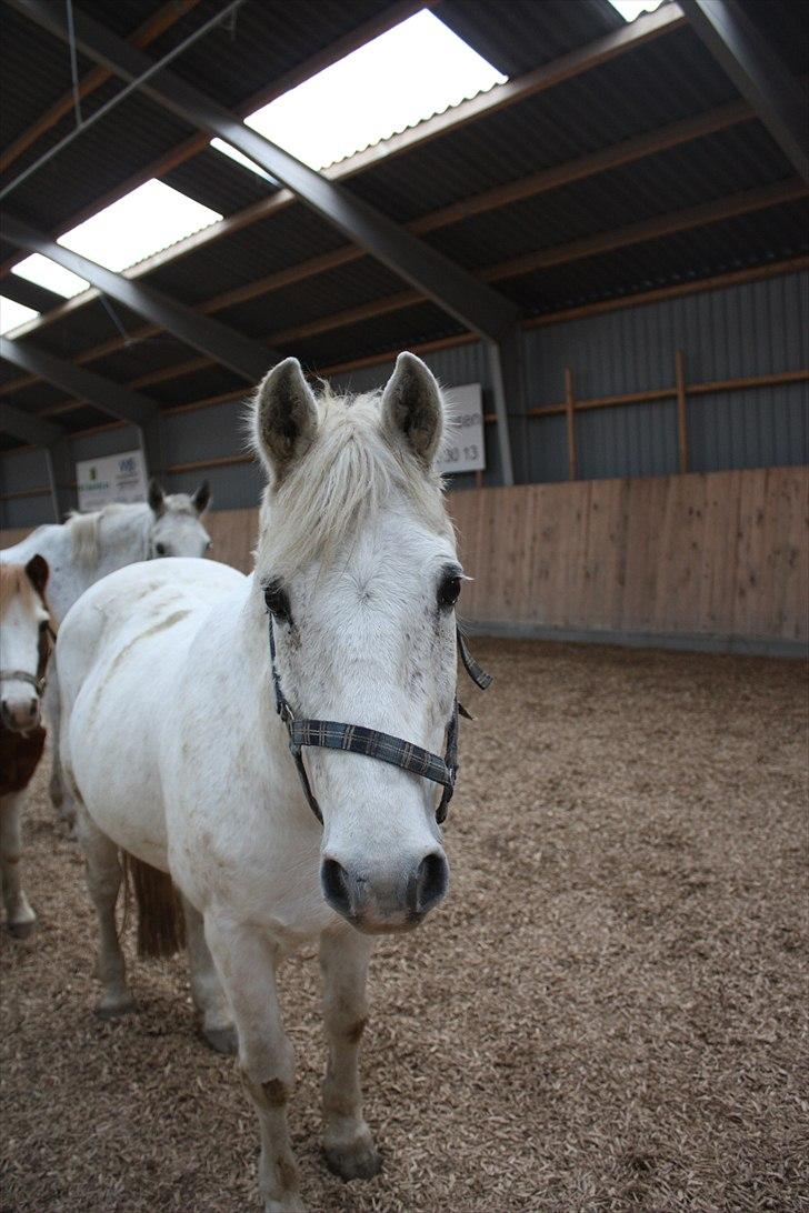 Anden særlig race snowball - hans ører er bare så skønne :D billede 3