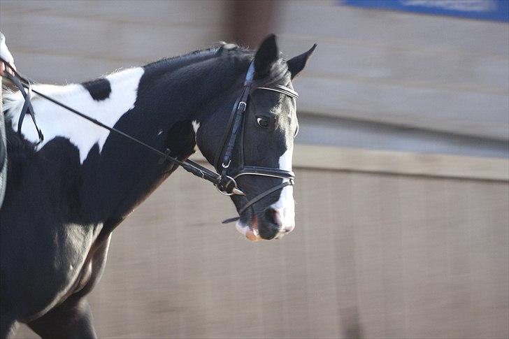 Pinto Mary Lou   - smukke pigen =`) billede 7