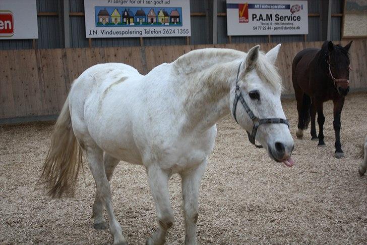 Anden særlig race snowball - hehe :D kys mig <3 billede 4