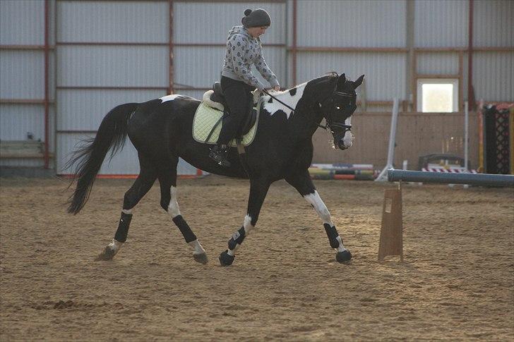 Pinto Mary Lou   - mathilde Malou :`) billede 8