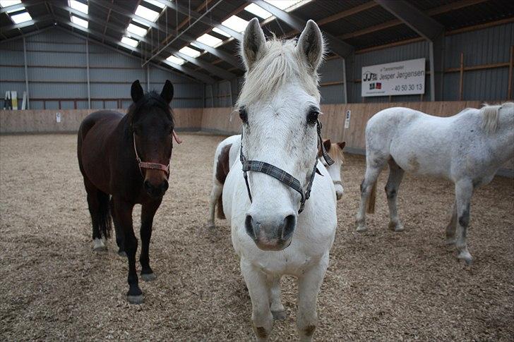 Anden særlig race snowball - snowball i ridehus sammen med hans venner :D billede 5