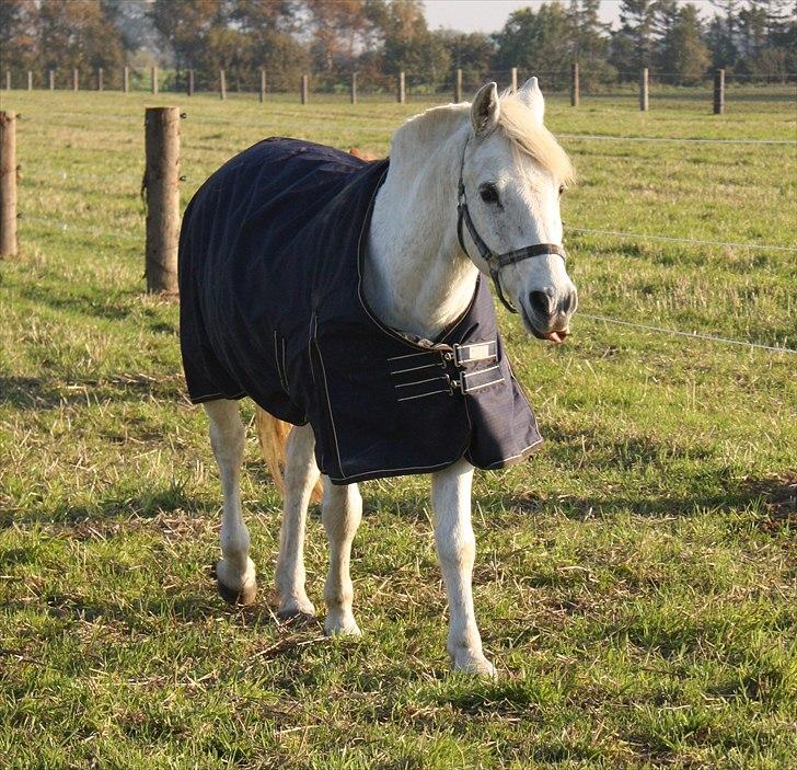 Anden særlig race snowball - 10 kys og kærlighed <3 billede 6