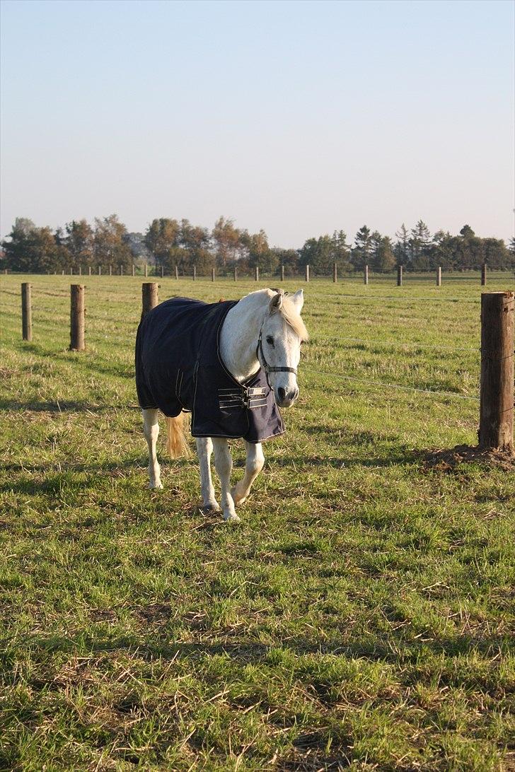 Anden særlig race snowball - snowball på fold billede 7
