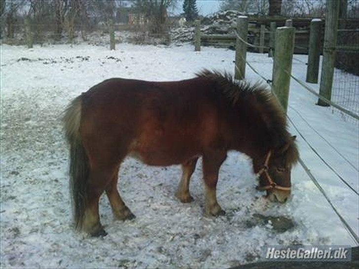 Shetlænder Kærbygaards Nuggi *Trunte billede 19