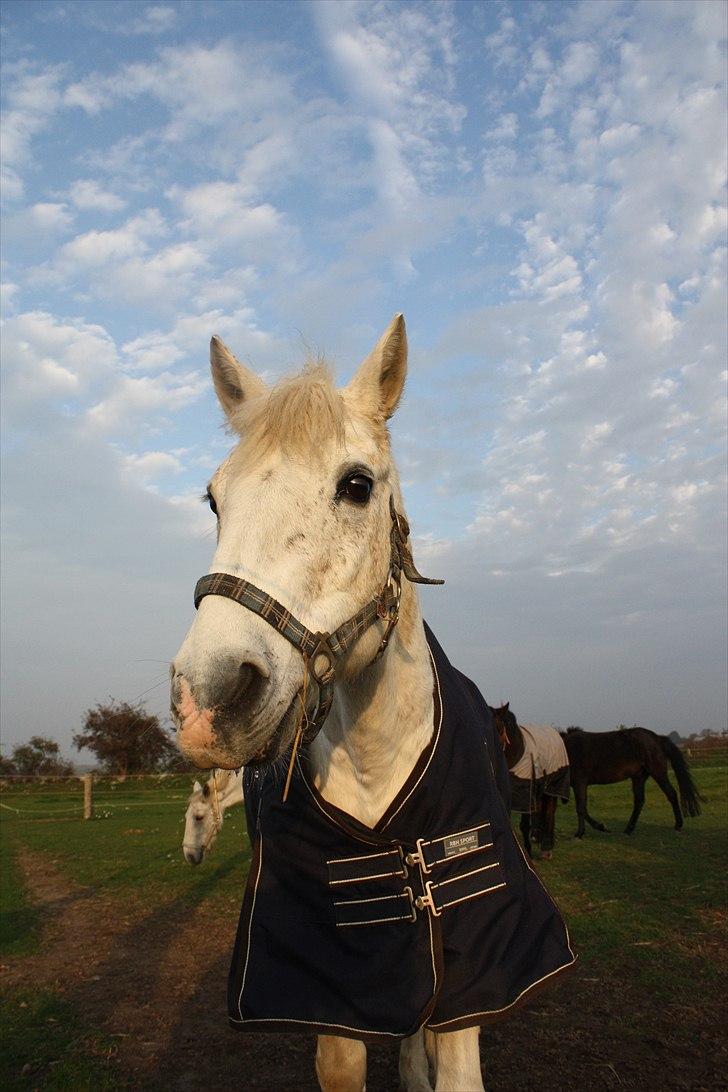 Anden særlig race snowball - snowball på fold billede 8