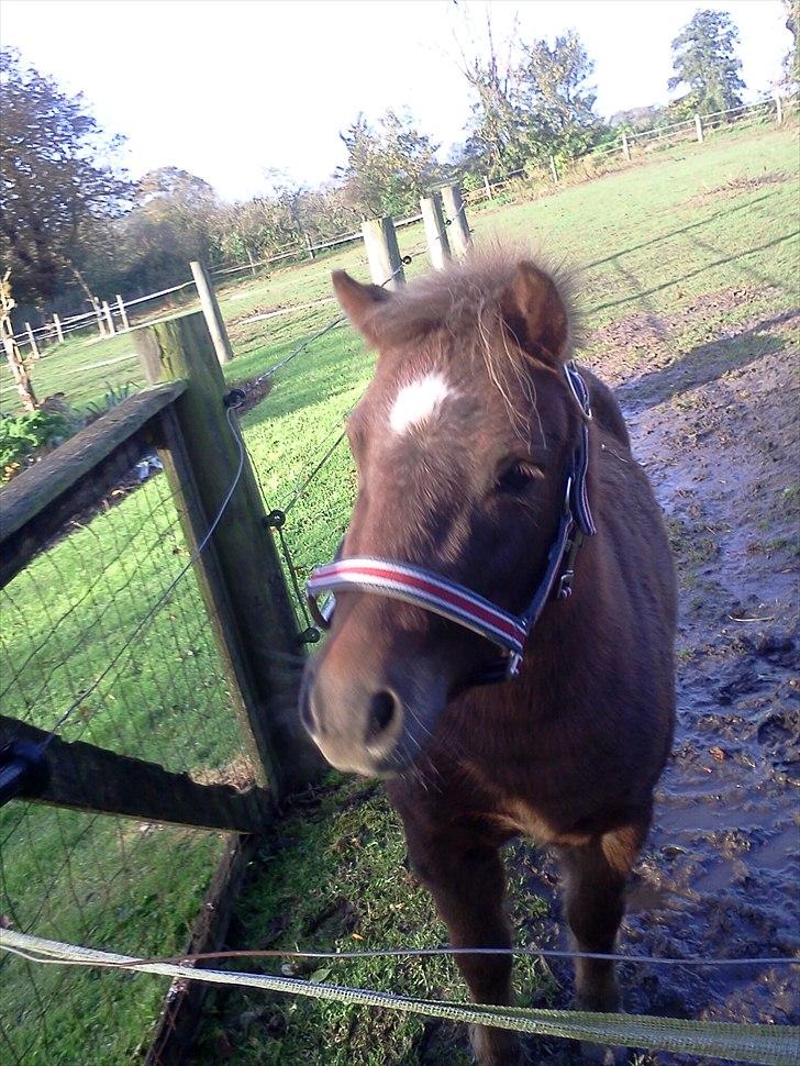 Shetlænder Kærbygaards Nuggi *Trunte billede 20