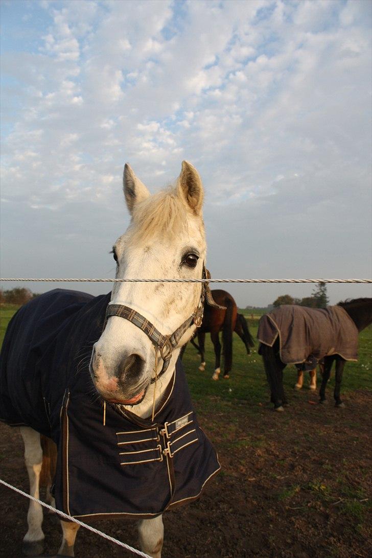 Anden særlig race snowball - søde lille dreng billede 9