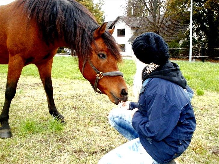 Anden særlig race Mr Champ billede 18