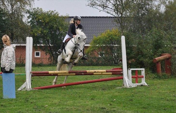 Irsk Sportspony Dovelly - dove til at sit første stævner (; du er fantastisk barn´! billede 7