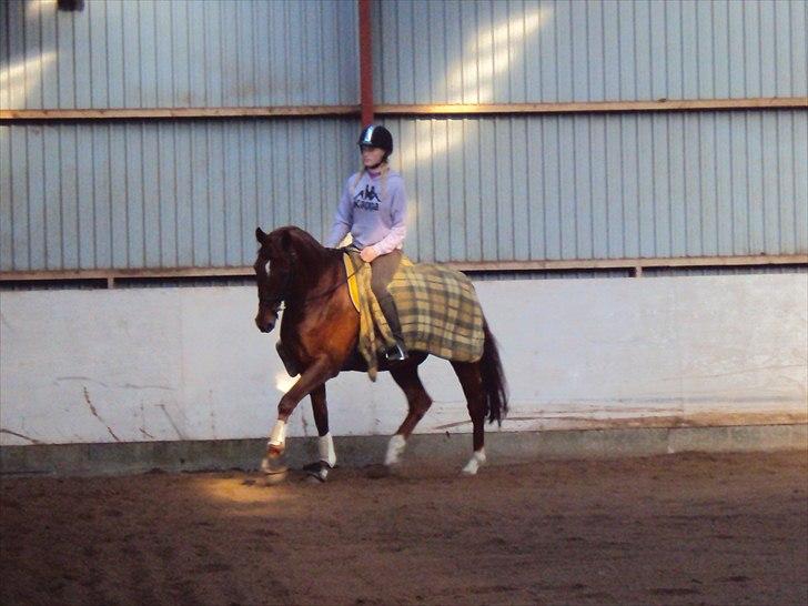 Dansk Varmblod Genua Lyngriis - 12) Foto: Stine Hansen billede 12