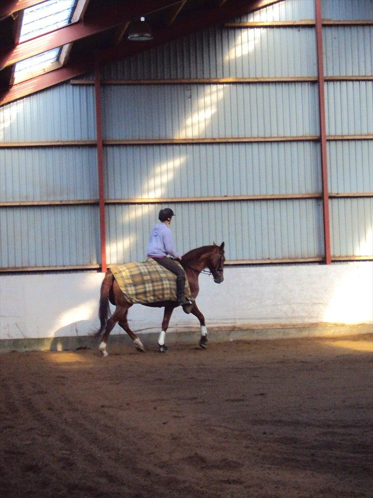Dansk Varmblod Genua Lyngriis - 13) Foto: Stine Hansen billede 13